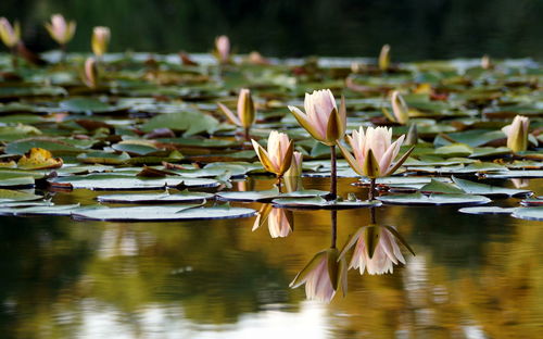 Lotus water lily floating in pond