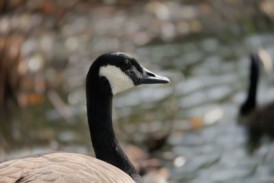 Close-up of a canadian goose