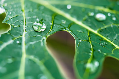 Close-up of raindrops on leaves