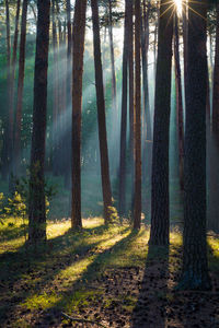 Pine trees in forest