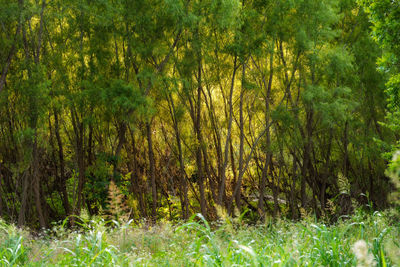 Scenic view of forest