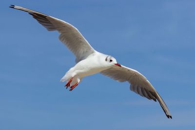 Low angle view of seagull flying