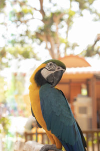 Close-up of a bird