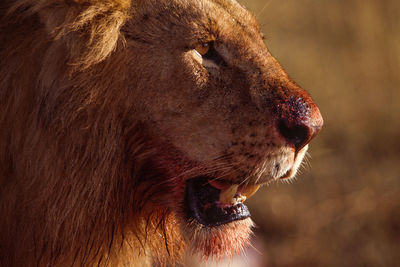 High-detail close-up profile shot of sunset-lit male lion in masai mara, kenya.