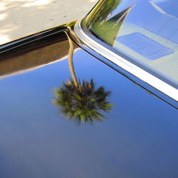 Palm tree reflected on car