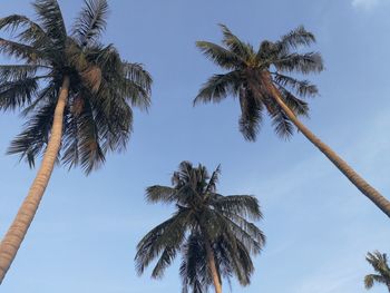 Low angle view of palm trees against sky