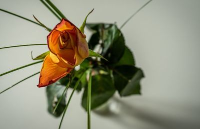 Close-up of orange rose flower