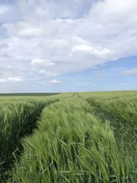 Scenic view of agricultural field against sky