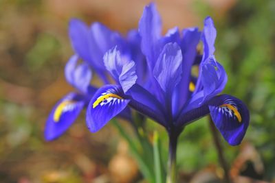 flowering plant