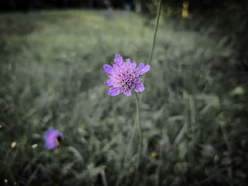 Close-up of flower blooming outdoors