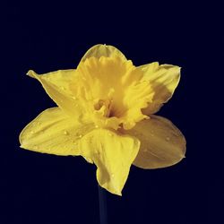 Close-up of yellow daffodil against black background