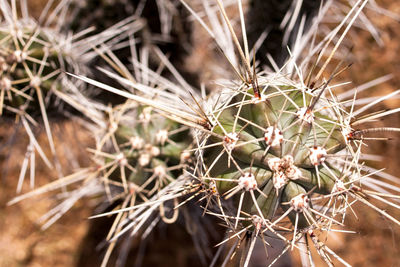 Close-up of cactus plant on field