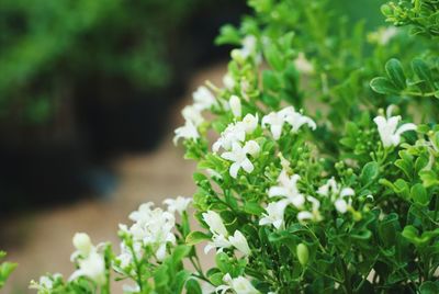 Close-up of white flowering plant