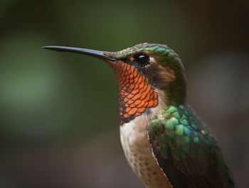 Close-up of bird perching on branch