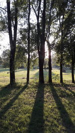 Trees on landscape against sky