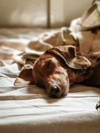 Dog sleeping on bed at home