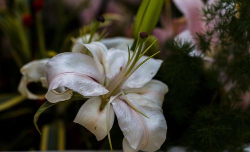 Close-up of white flowering plant