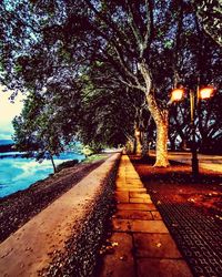 View of empty road along trees