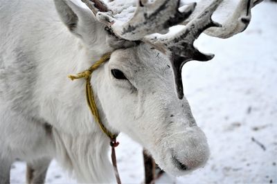 Mongolian reindeer