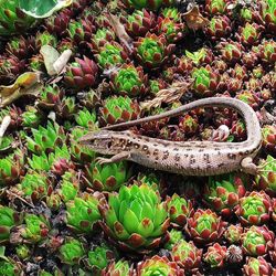 High angle view of succulent plants