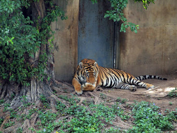 Cat relaxing in a zoo