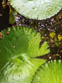 High angle view of lily pads in lake