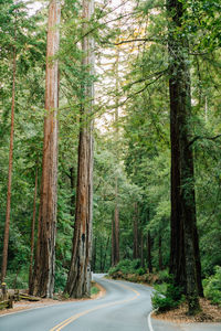 Road amidst trees in forest