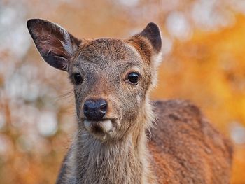 Close-up portrait of an animal