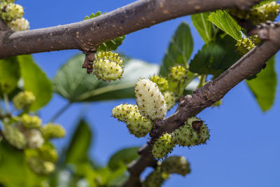 Low angle view of flowering plant against tree