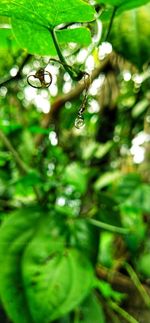 Close-up of raindrops on leaves