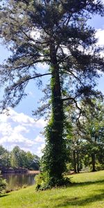 Low angle view of trees in park