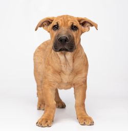 Portrait of a dog against white background