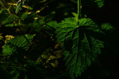 Close-up of fresh green leaves