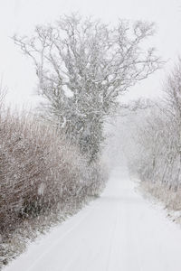 Snow covered trees against sky