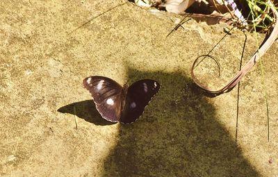 High angle view of a cat