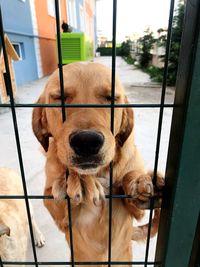 Close-up of dog looking through metal