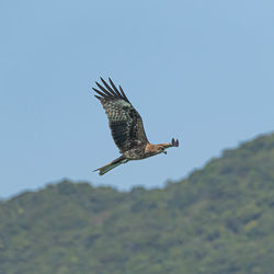 Bird flying over mountain against sky