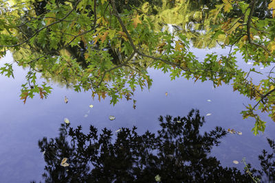 Reflection of trees in lake