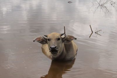 Portrait of sheep standing in lake