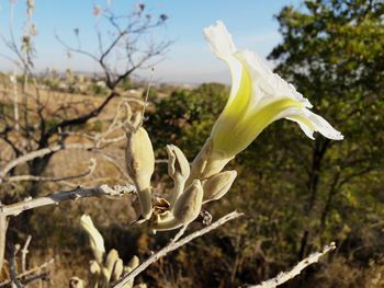 Close-up of plant against sky