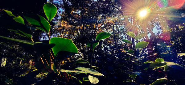 Close-up of fresh green leaves on sunny day