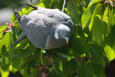 Close-up of a bird