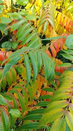 Close-up of fresh green plant