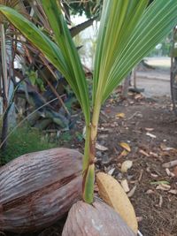 plant