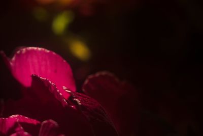 Close-up of wet red flowering plant against black background