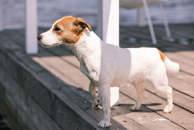 Dog jack russell terrier close-up