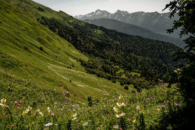 Scenic view of grassy field against mountains