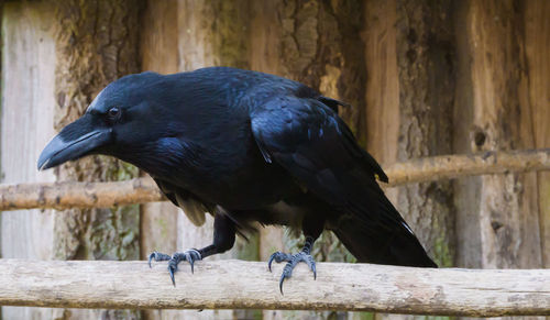 Close-up of birds perching on wood