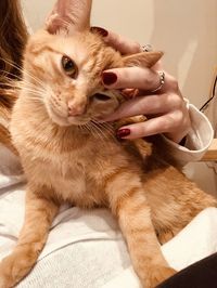 Full length of hand touching cat