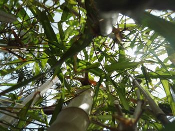 Low angle view of tree